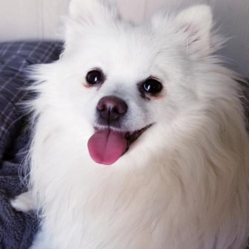 Arizona hot sale white pomeranians