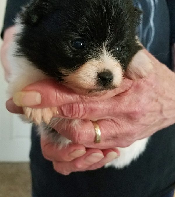 Mom Buttons New Female Puppy March 2019