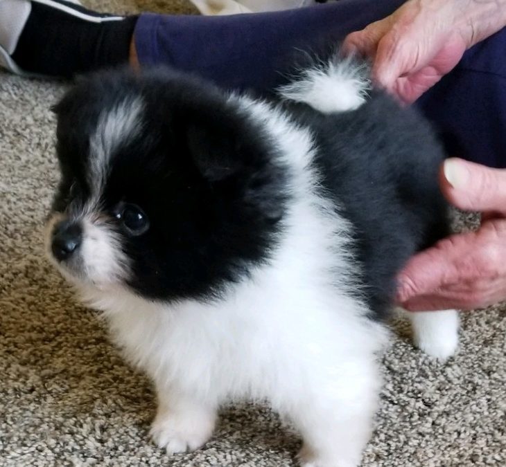 Mom Buttons New Male Puppy March 2019